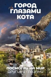 Місто очима кота