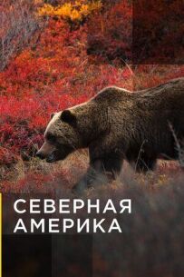 Северная Америка