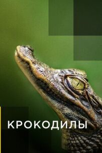 Крокодилы