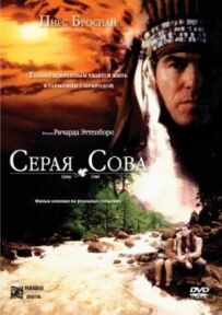 Сіра сова