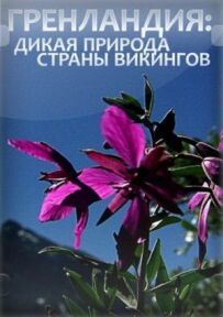 Гренландія: Дика природа країни вікінгів