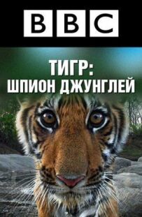 BBC: Тигр - шпигун у джунглях