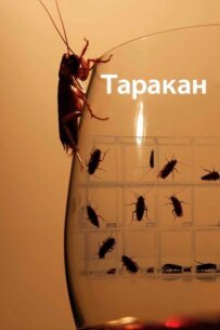 Тарган