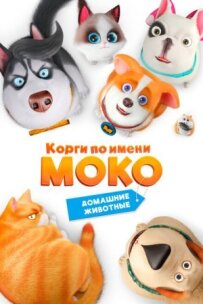Коргі на ім'я Моко. Домашні тварини